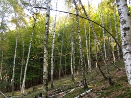 Birch forest
